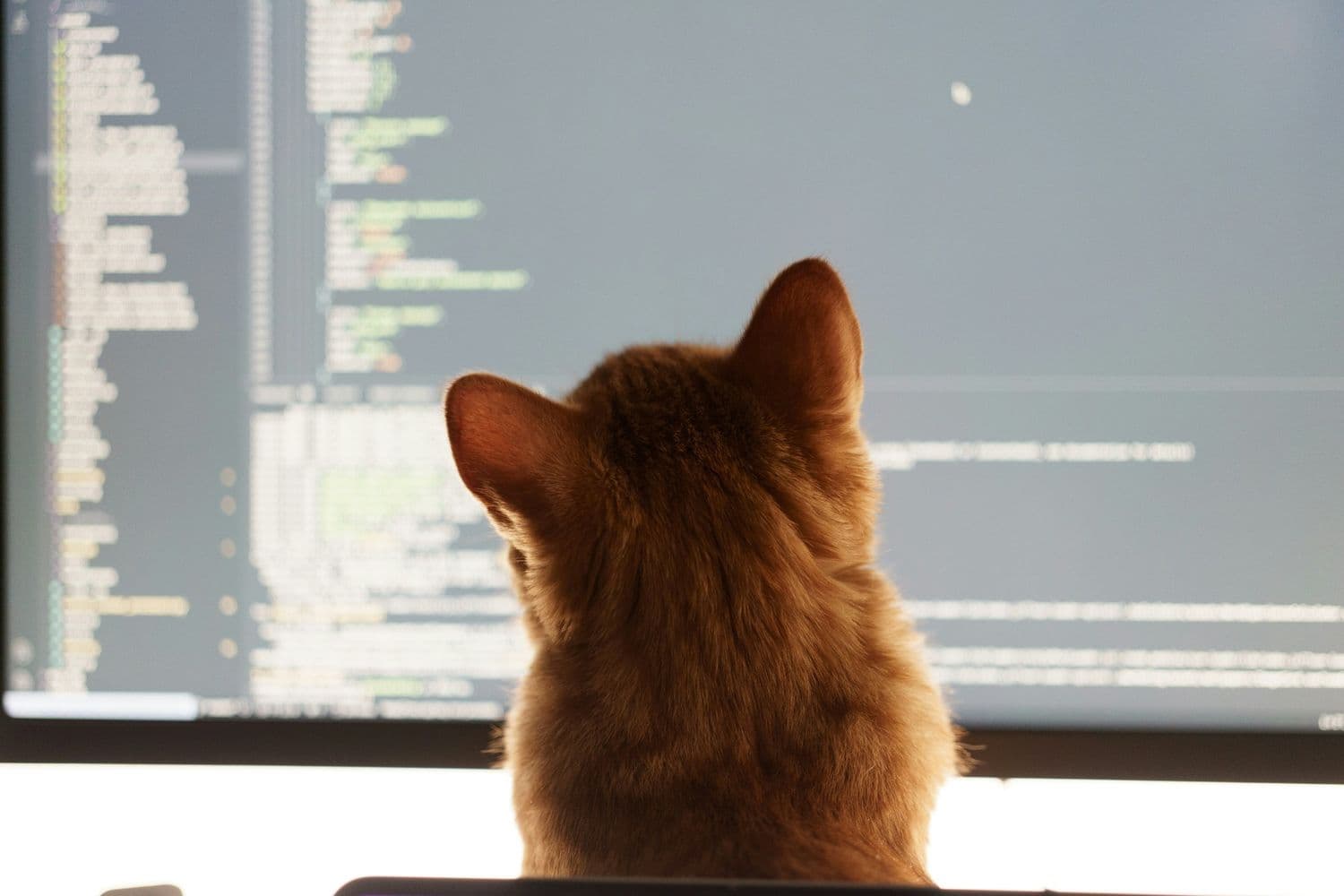 Funny picture of a cat looking at a screen where automated testing is in progress, to show that minimal manual intervention is required